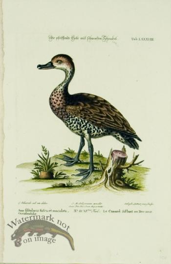 Seligmann Duck 03